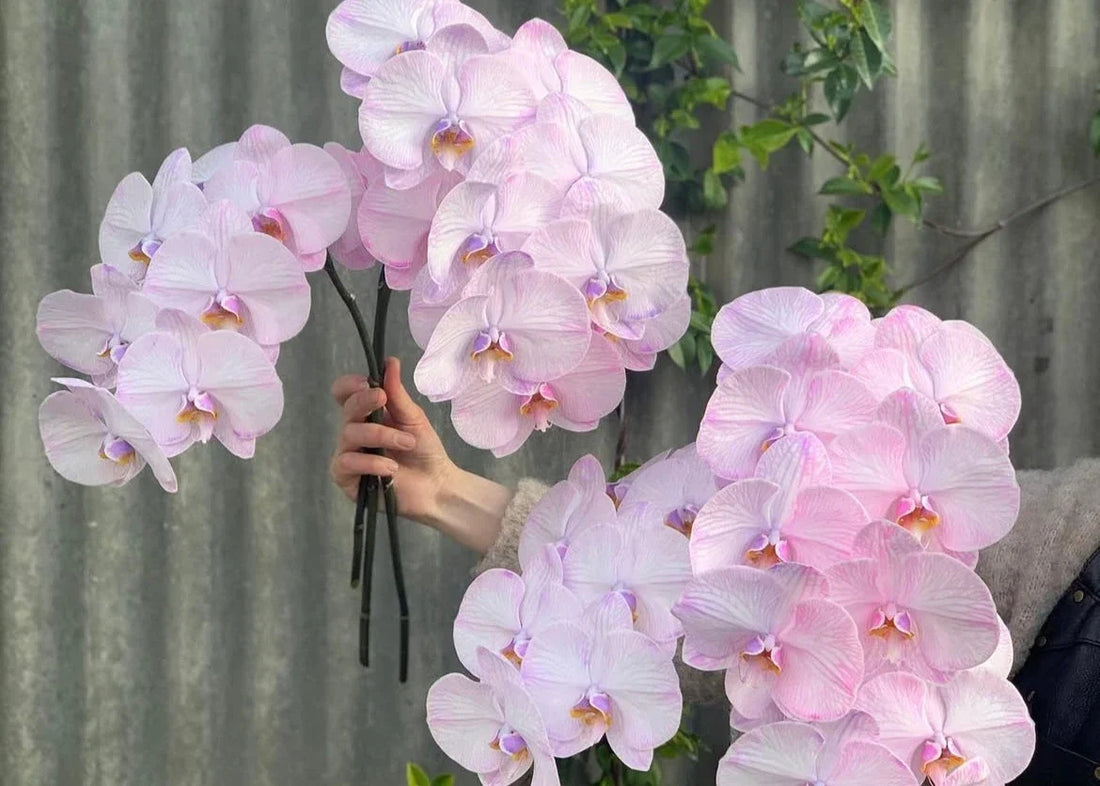 Pet-Friendly Flower Guide: Safe Blooms for Cats and Dogs Berwick Flowers