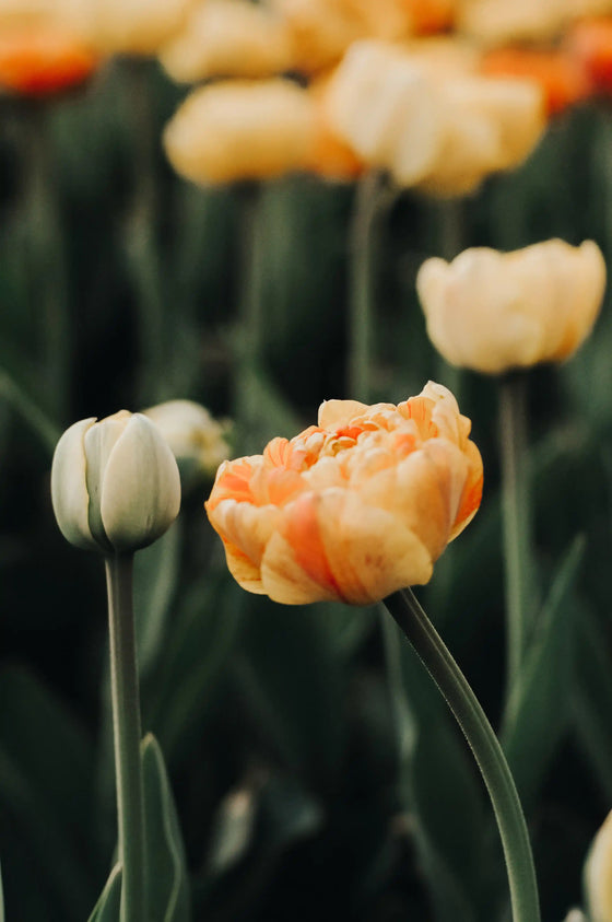 Best Flowers for Allergy and Hay Fever Sufferers Berwick Flowers