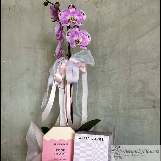 Pink orchid in a decorative box with 'Celia Loves' branding on a gray background